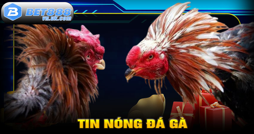 Tin Nóng Đá Gà – Trực Tiếp Hàng Ngày Từ Trường Gà Philippines